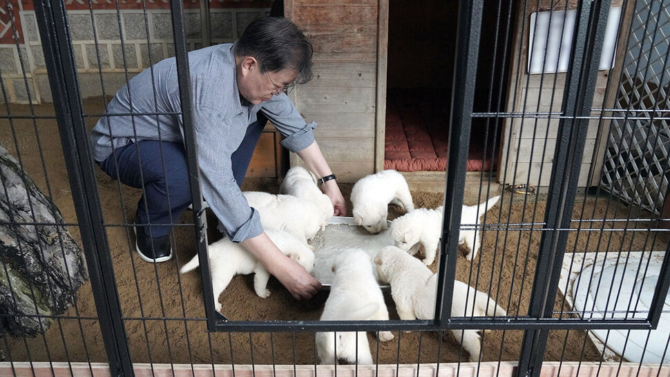 지난해 7월 마루와 곰이 사이에서 태어난 새끼 7마리는 전남 순천시와 강원도 고성군, 경기도 오산시 등 지방자치단체들에 분양됐다. 청와대 제공