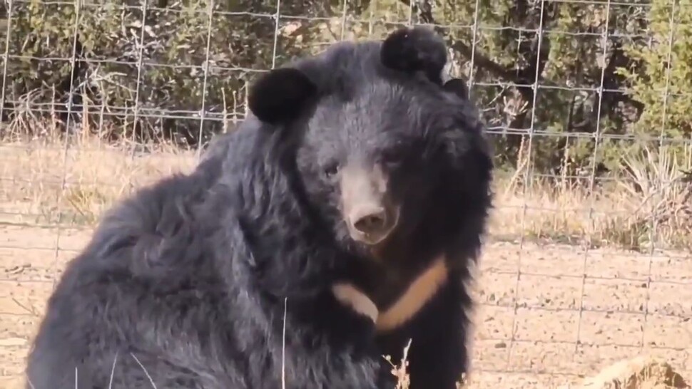 한 달여간 보살핌을 받은 곰들은 털도 찌고, 살도 쪘다. 동물자유연대 제공