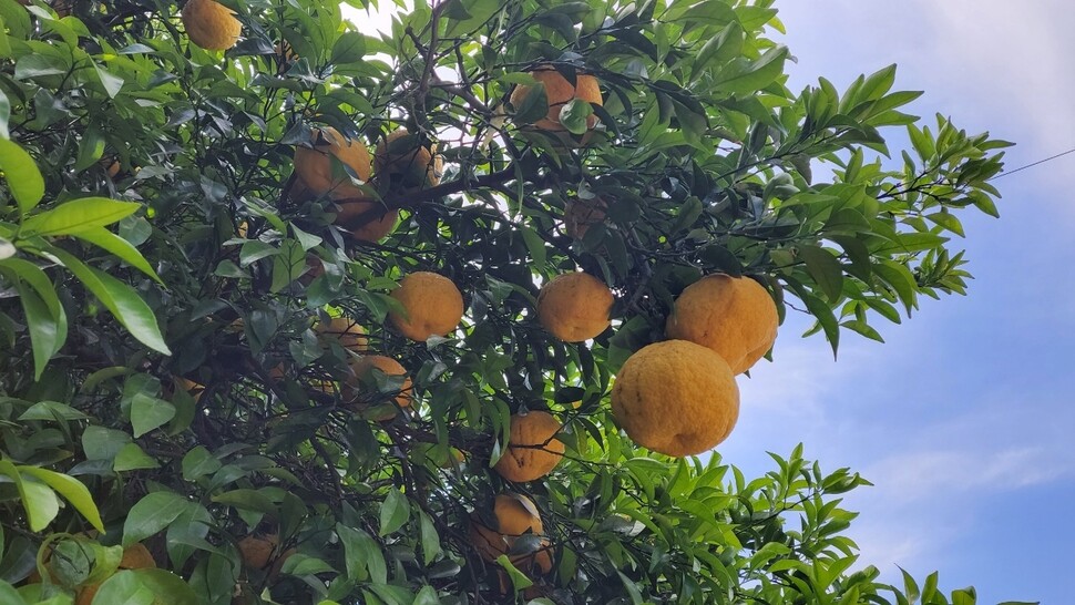 제주 감귤. 사진 원철 스님 제공