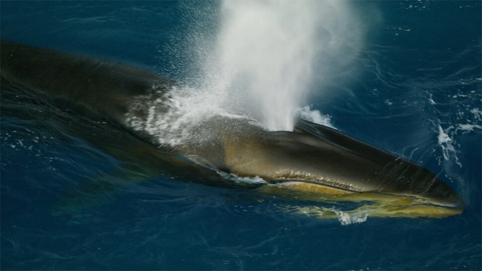 남극해 코끼리 섬 근해에서 사냥에 나선 긴수염고래가 수증기를 뿜어내고 있다. 알프레드 베게너 연구소 제공.