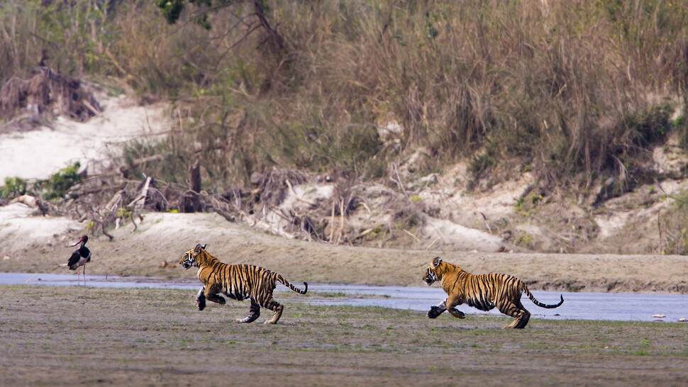 네팔이 최근 호랑이의 개체수가 12년 만에 거의 3배 가까이 증가했다고 발표했다. WWF 제공