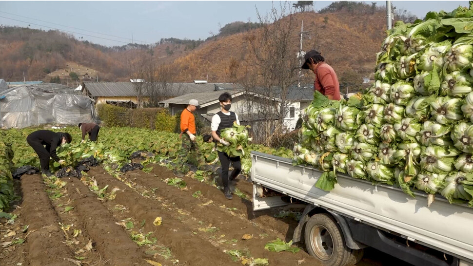 ‘충북형 도시농부’가 농촌에 배치돼 배추 수확을 돕고 있다. 충북도 제공