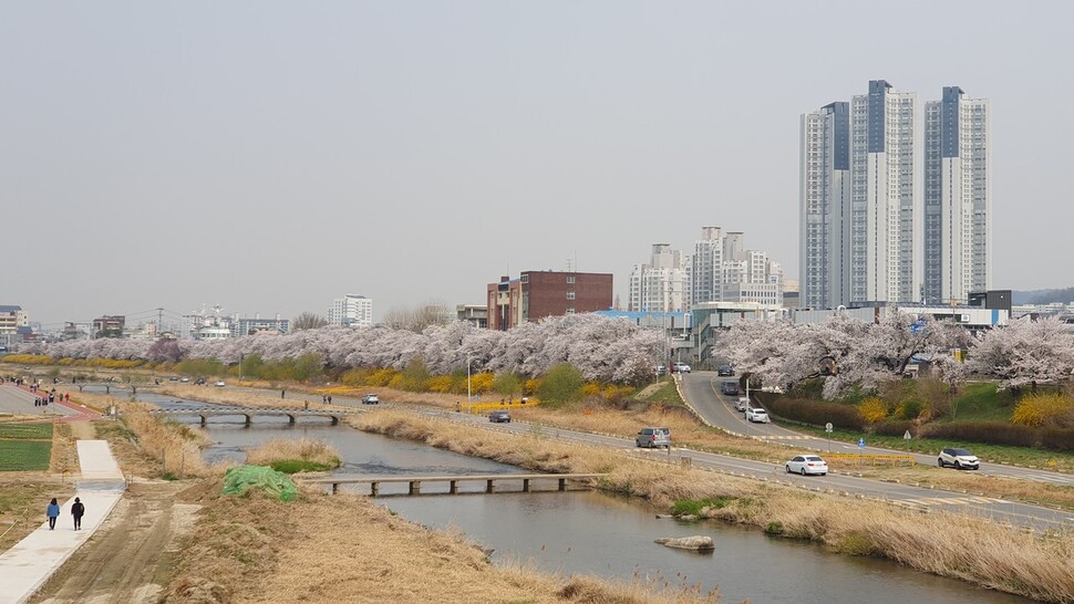 28일 청주 무심천의 벚꽃이 만개해 시민들의 발걸음이 이어진다. 오윤주 기자