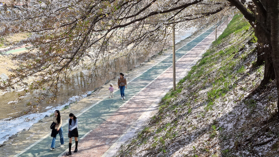 3일 오후 서울 서초구 양재시민의숲 산책길에 벚꽃이 떨어지고 있다. 윤운식 선임기자 yws@hani.co.kr