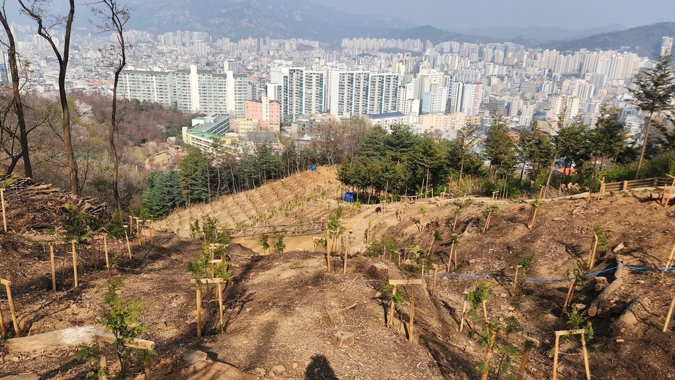 지난달 31일 서울 은평구 봉산 일대에 나무를 베고 새로 편백나무를 심은 모습. 손지민 기자