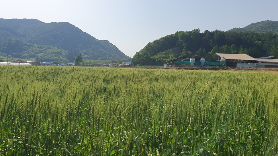 미원 밀밭. 미원산골마을 빵 제공