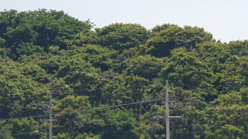 충북 청주시 흥덕구 송절동 백로 서식지. ‘길조’로 알려진 백로였지만, 아파트·학교 등과 인접한 곳에 자리 잡아 소음·악취 등 피해를 내는 천덕꾸러기 신세가 됐다. 오윤주 기자