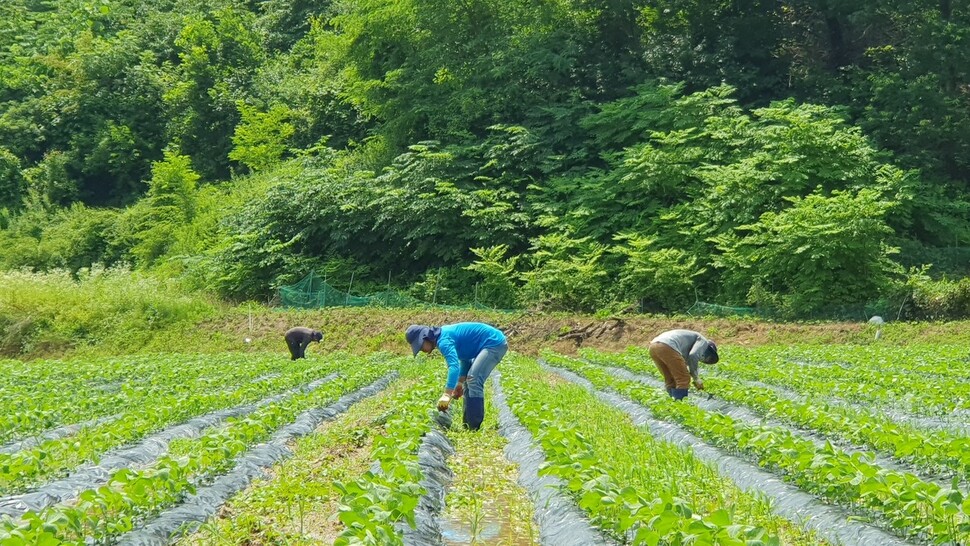 필리핀에서 온 공공형 국외 계절노동자들이 지난 27일 충북 괴산군 불정면의 콩밭에서 일하고 있다. 오윤주 기자