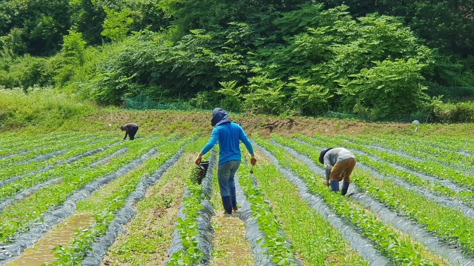 필리핀에서 온 공공형 계절노동자들이 괴산 불정의 한 농가에서 일손을 돕고 있다. 오윤주 기자