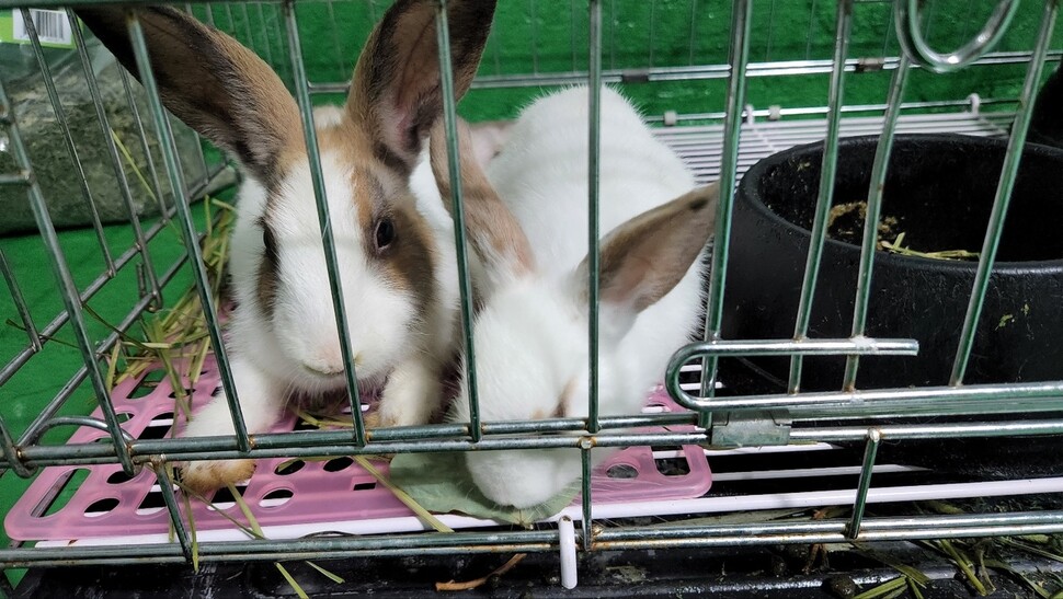 구조된 토끼 20여 마리는 군포시 유기동물보소센터에서 보호 중이었으나 19일 ㄱ초등학교가 다시 회수한 상태다. 토끼보호연대 제공