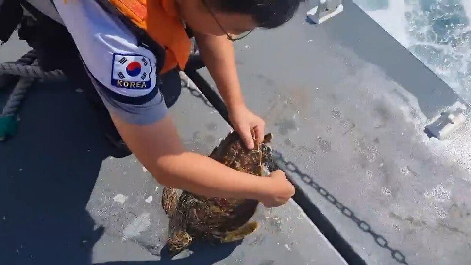 제주 서귀포해양경찰서 경찰관이 매부리바다거북에 감겨있는 폐그물을 제거하고 있다. 서귀포해양경찰서 제공