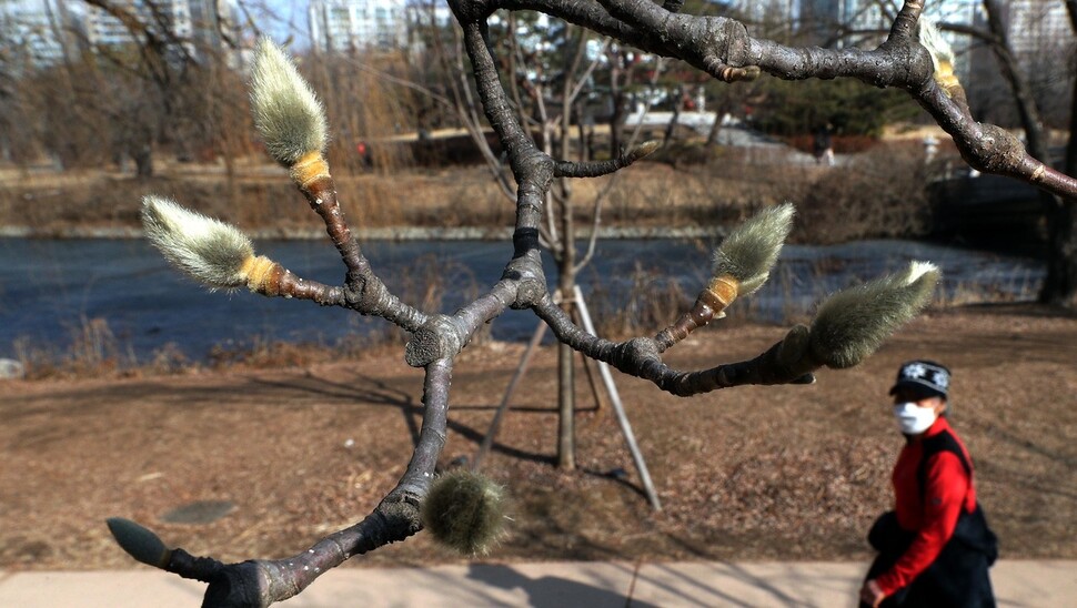 25일 오후 경기도 고양시 일산호수공원에서 한 시민이 목련 꽃봉오리를 바라보며 걸어가고 있다. 고양/김봉규 선임기자