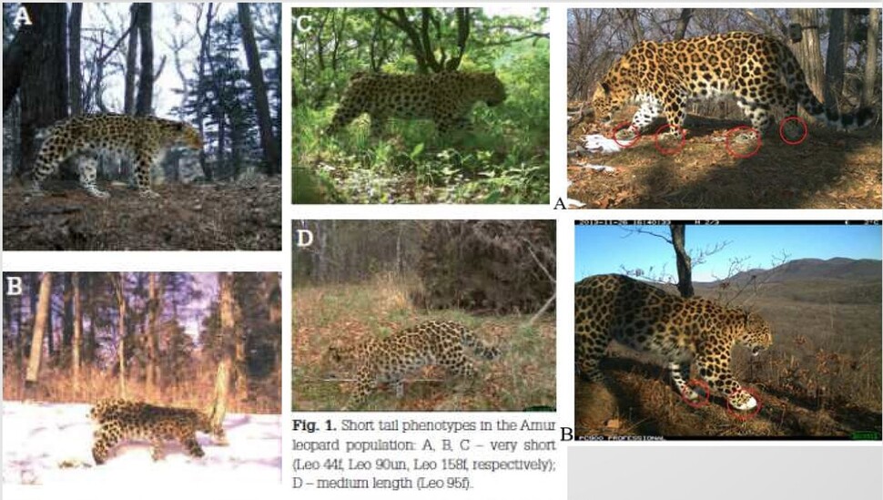 ‘표범의 땅’ 국립공원 무인 카메라에 찍힌 꼬리가 뭉툭한 한국표범(왼쪽 A, B, C, D)과 발끝이 흰 한국표범(오른쪽 A, B). 마르첸코바 외 2020 제공.