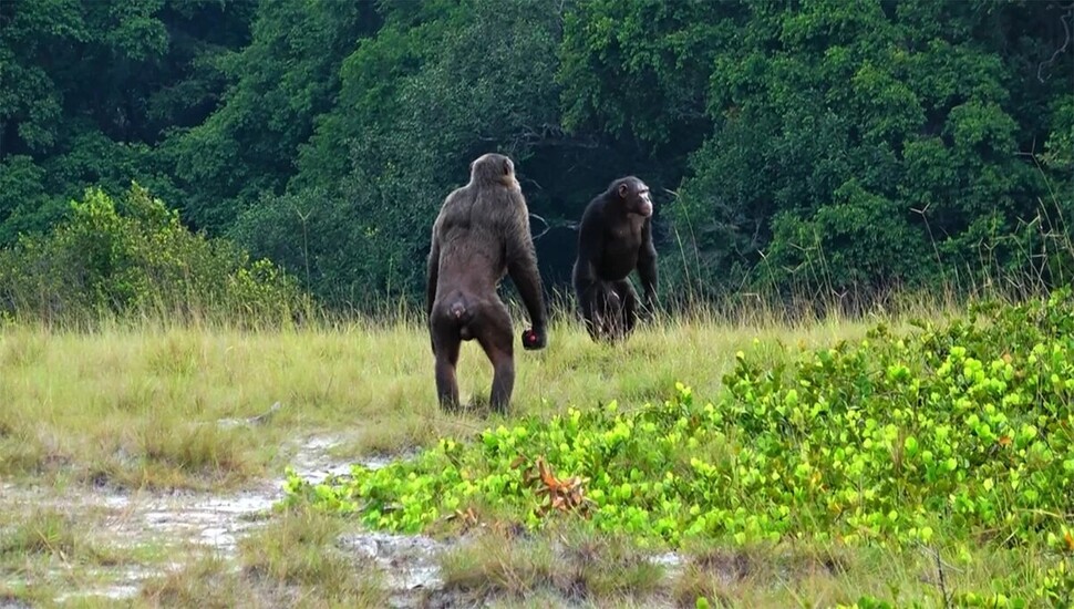 로앙고 국립공원의 침팬지 수컷들. 이들은 영역을 순찰하면서 경쟁 집단을 공격해 새끼를 죽이거나 원숭이 등 다른 동물을 사냥하기도 한다. 고릴라도 그 대상으로 추가될지 모른다. 라라 서든, 로앙고 침팬지 프로젝트 제공