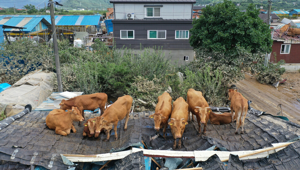 섬진강 범람 이튿날인 지난해 8월9일 전남 구례군 양정마을의 한 건물 지붕에 소들이 올라가 있다. 연합뉴스