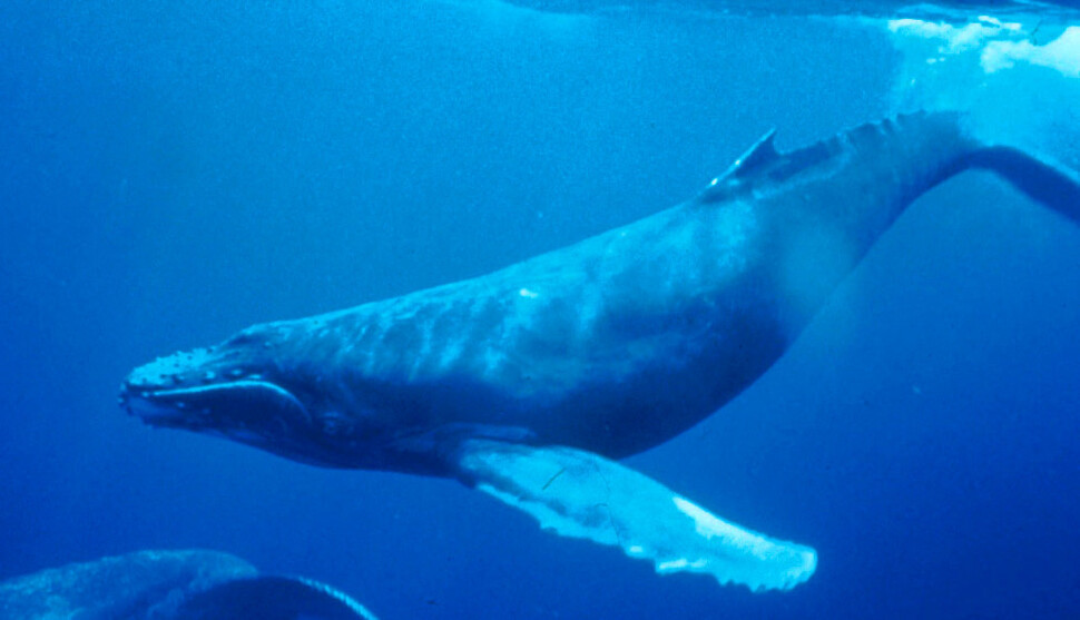 고래는 바다 소리 경관의 주역이다. 특히 혹등고래는 복잡한 노래를 10∼20분에 걸쳐 하기로 유명하다. 위키미디어 코먼스 제공