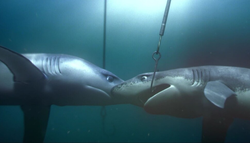 국제환경단체 그린피스가 14일 ‘상어 인식 증진의 날’을 맞아 상어 남획의 심각성을 알리는 보고서와 애니메이션 ‘고독한 상어’를 공개했다. 그린피스 제공