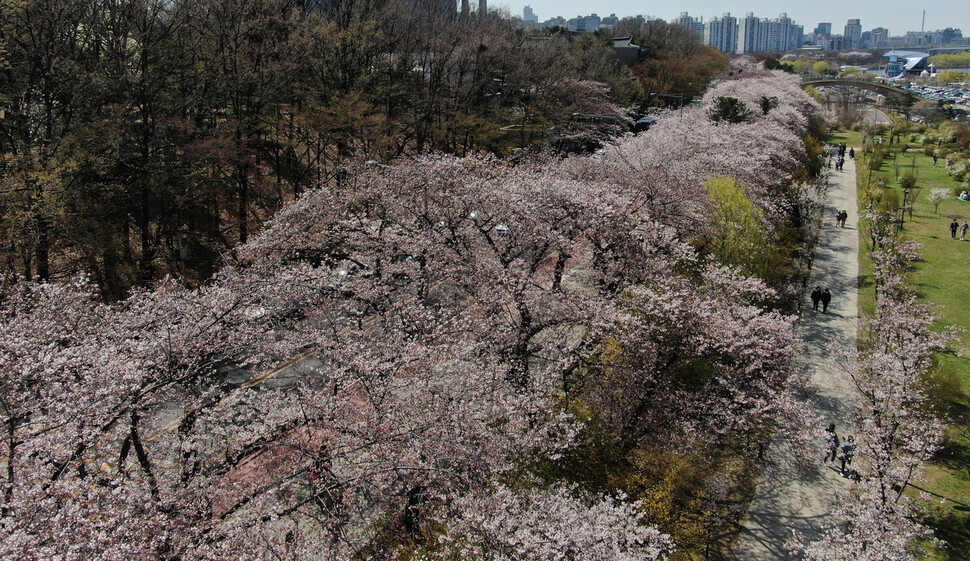 7일 오후 서울 여의도 여의서로(윤중로) 벚꽃길에 벚꽃이 절정을 향해가고 있다. 김태형 기자