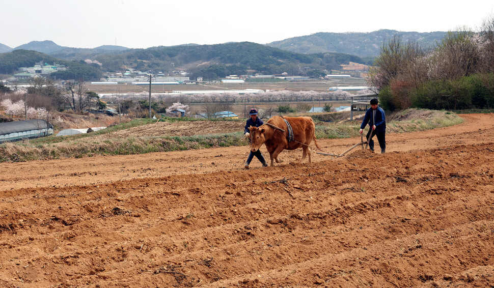 함동식 이장이 일소 ‘안순이’의 고삐를 쥐고 앞서가자 아들 영일씨가 쟁기질을 하며 뒤를 따르고 있다. 박종식 기자 anaki@hani.co.kr