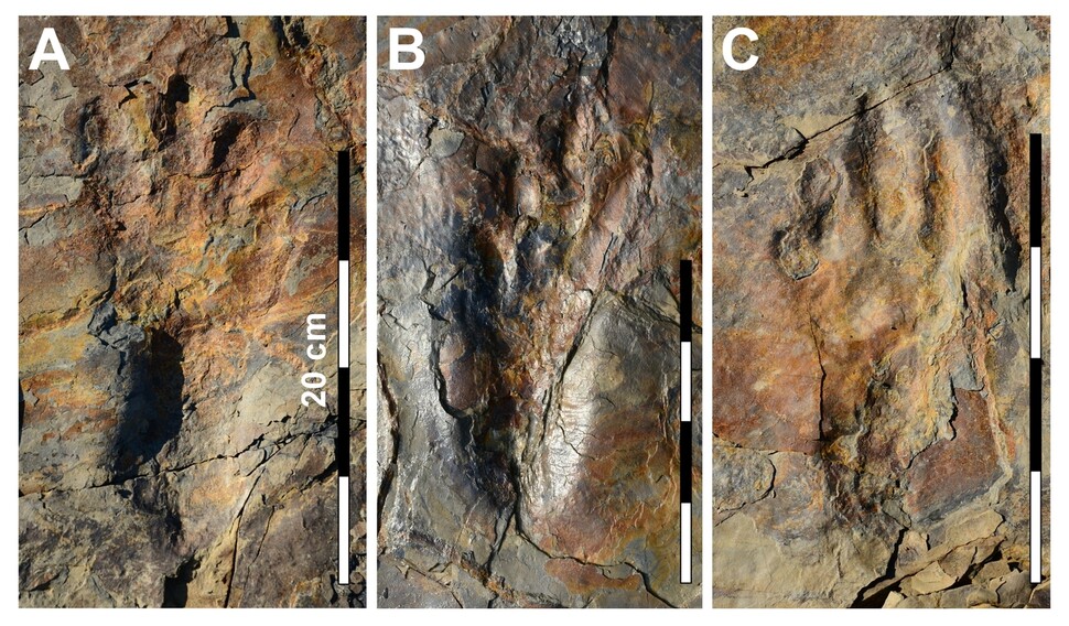 원시 악어 발자국의 자세한 모습. 길이 18∼24㎝로 세 번째 발가락이 긴 것은 현생 악어와 비슷한 특징이다. 일부 발자국에서는 발바닥 피부의 무늬도 나왔다. 김경수 교수 제공.