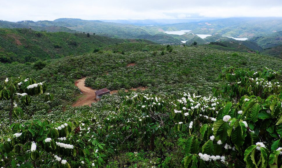 베트남은 현재 세계 2위의 커피 생산 및 수출국이다. 특히 남서부 고원지대에서 생산되는 아라비카종의 고급 원두는 베트남 커피를 대표한다. 베트남 커피 산지 중 하나인 닥농(Dak Nong)의 한 커피 농장에 커피나무의 꽃이 활짝 핀 모습. 게티이미지뱅크