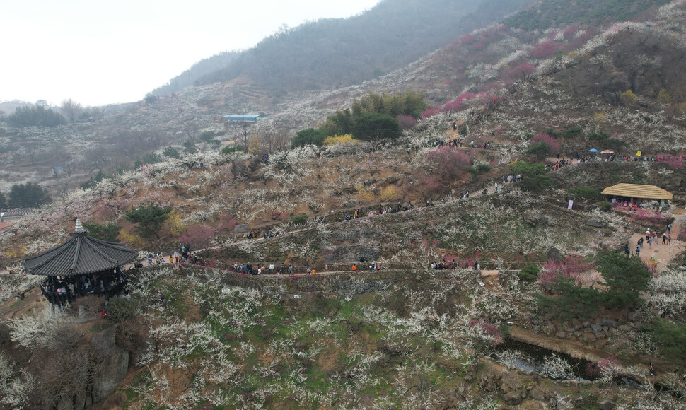 12일 오전 전라남도 광양시 다압면 매화마을 일대에서 열린 제22회 광양 매화축제에 상춘객들이 몰려 봄의 정취를 느끼고 있다. 백소아 기자