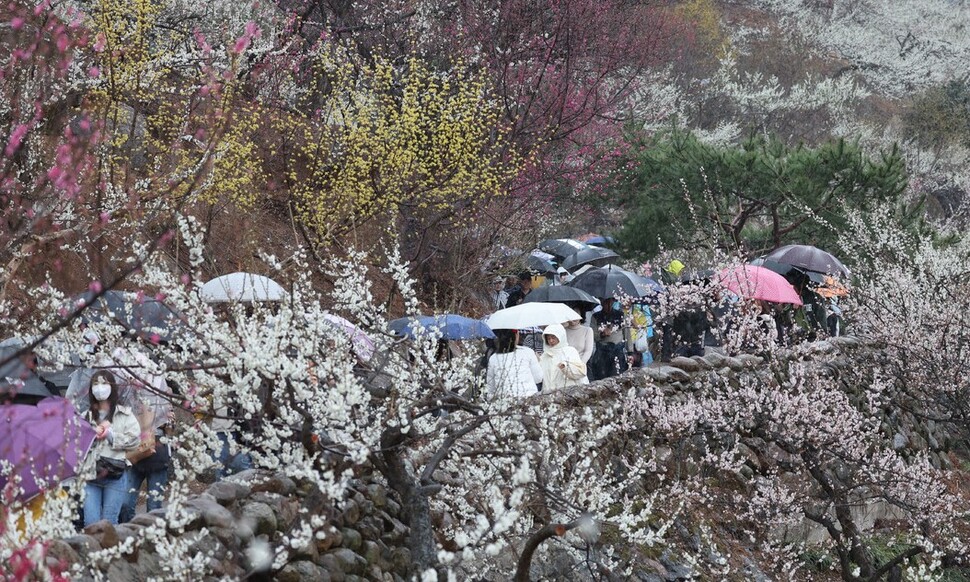 봄비가 내린 12일 오전 전라남도 광양시 다압면 매화마을 일대에서 열린 제22회 광양 매화축제를 찾은 시민들이 우산을 쓴 채 매화나무 사이를 걷고 있다. 백소아 기자