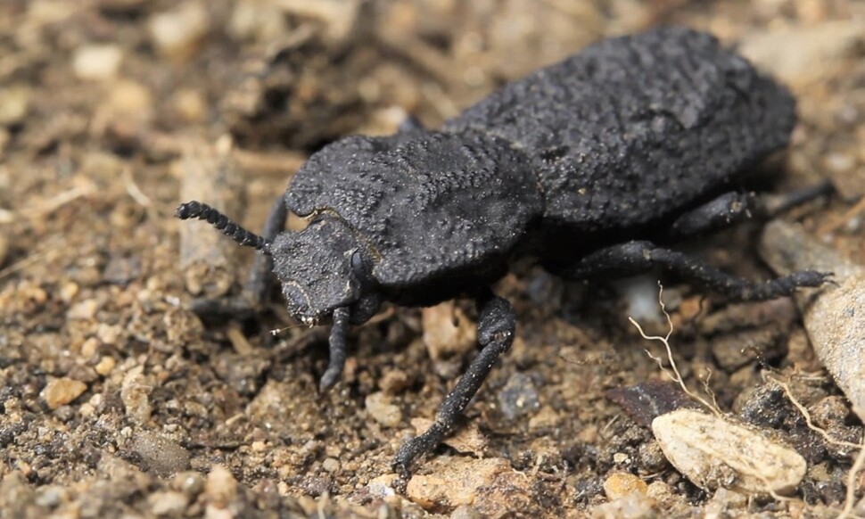 길이 2㎝의 악마의 철갑 딱정벌레(Phloeodes diabolicus)는 날지 못하는 대신 철갑을 떠올리게 하는 강력한 장갑을 둘렀다. 그러나 겉날개에는 어떤 금속성분도 들어있지 않다. 데이비드 키사일러스 제공