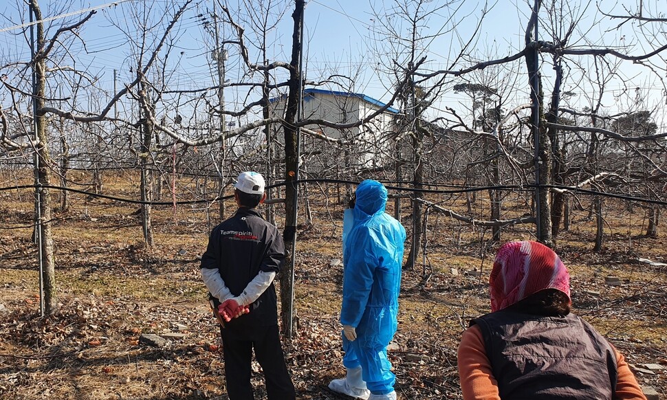 당진시의 한 과수원에서 농업기술센터 관계자(오른쪽)와 농민이 사과나무 생육 상태를 살피고 있다. 당진시 제공