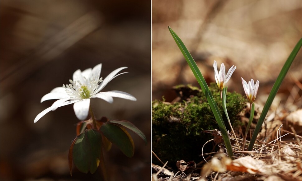 봄 야생화인 꿩의바람꽃(왼쪽)과 산자고가 서산시 성연면 고남저수지 주변에서 활짝 피었다. 서산시 제공