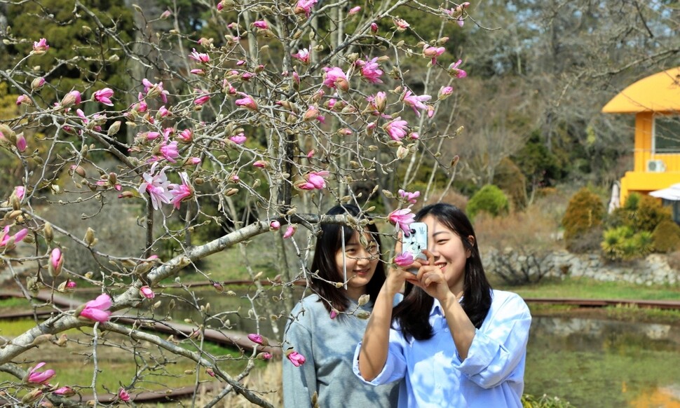 29일 충남 태안 천리포수목원 밀러가든에서 탐방객들이 꽃망울을 터뜨리기 시작한 목련을 찍고 있다. 천리포수목원 제공