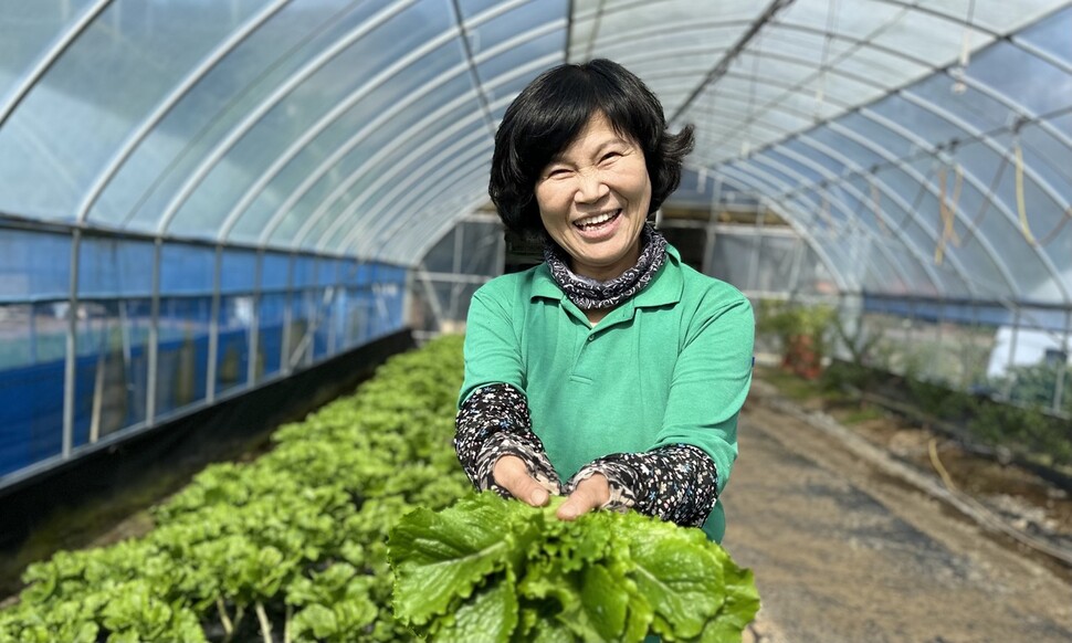 김정숙씨가 12일 충남 청양군 목면에 있는 자신이 가꾸는 비닐온실에서 수확한 상추가 싱싱하다고 자랑하고 있다. 김씨는 올해 상추로만 500만원을 벌었다고 밝혔다. 송인걸 기자