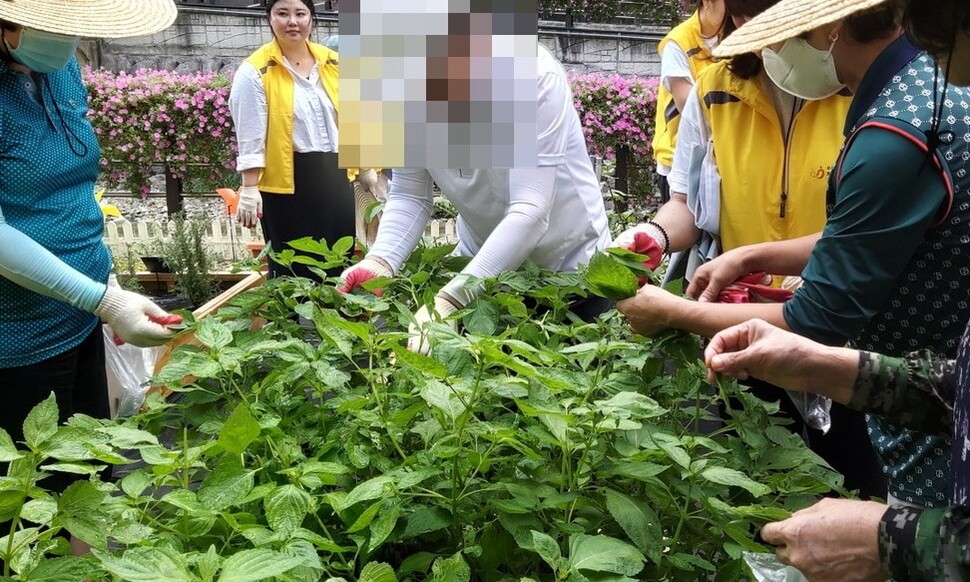 부산 북구 구포동 리버파크반도유보라아파트 맞은편 텃밭에서 ‘기억이 꽃피는 텃밭 가꾸기’ 참여자들이 깻잎을 따고 있다. 김광수 기자