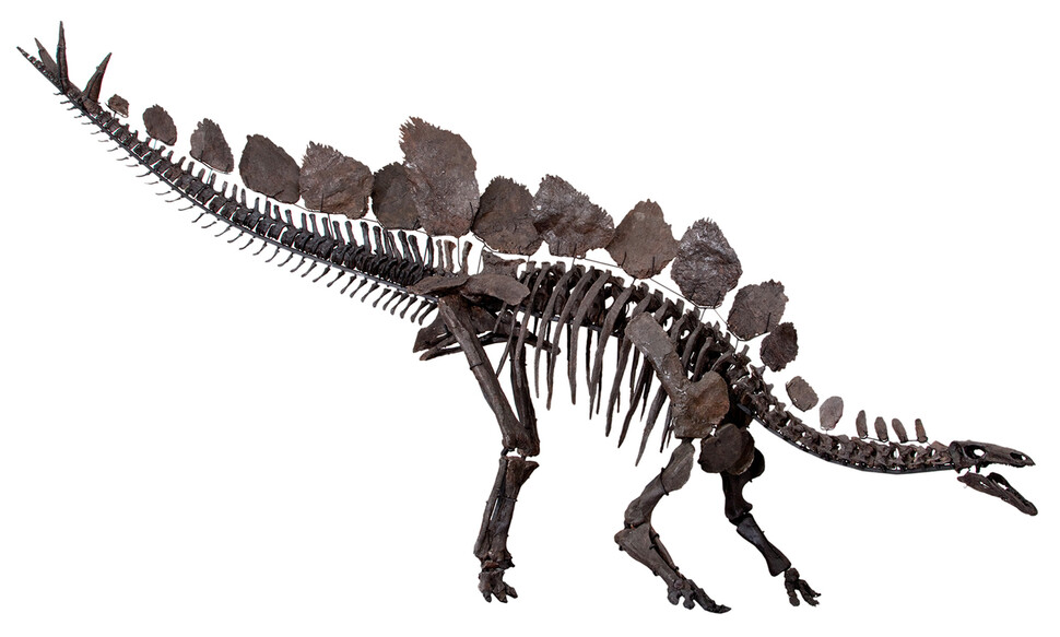 트리케라톱스와 함께 씨앗 확산 능력이 뛰어난 초식공룡 스테코사우루스. 런던 자연사박물관, 위키미디어 코먼스 제공