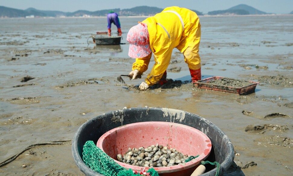 충남 태안에서 한 어민이 바지락을 캐고 있다. 충남도 수산자원연구소는 고수온에 강한 태안 황도 바지락을 종패로 개발하는 연구를 하고 있다. 충남도 제공