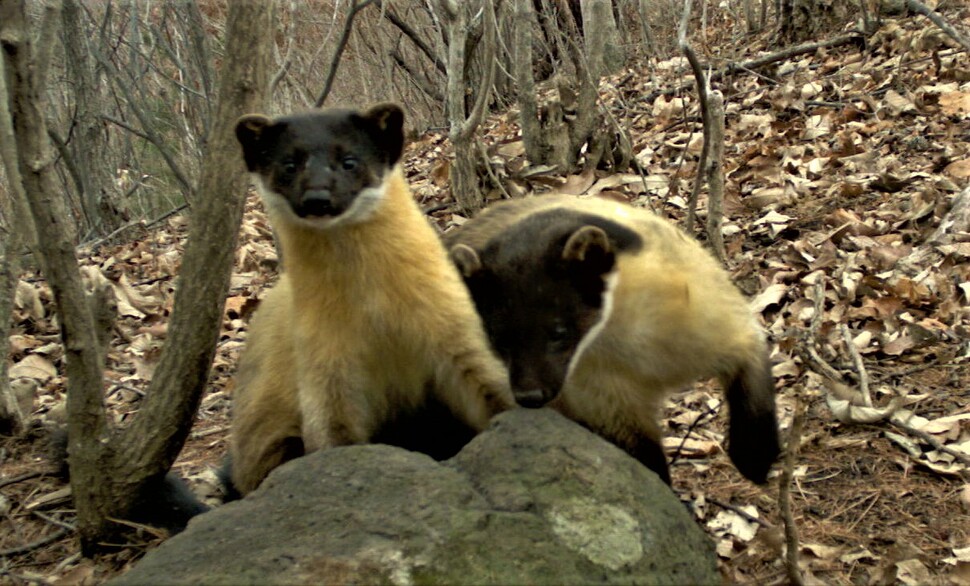 백두대간 산림의 깃대종(Flagship Species·특정 지역의 생태계를 대표할 수 있는 주요 동·식물)인 담비의 모습. 얼굴은 무척 귀엽다. 하지만 민첩하고 공격성이 강하다. 지난 2021년 7월 울진삼척 산림보호구역에서 관찰된 모습이다.&nbsp; 녹색연합 제공