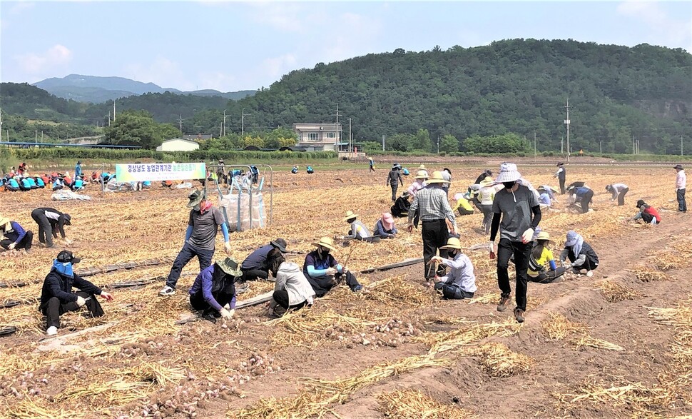 경남 농업 관련 기관 직원들이 마늘 수확 일손돕기를 하고 있다. 경남도 제공