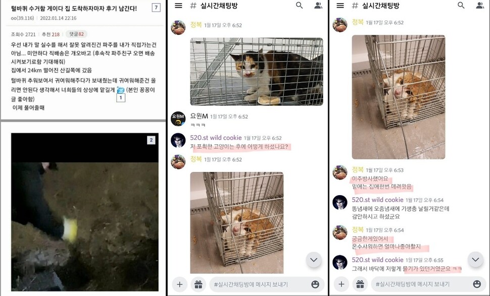 온라인 동물범죄 사건에 유죄 판결 등이 내려지자 커뮤니티·오픈채팅 등에서는 고양이를 무단 포획해 타 지역에 방사하는 등의 ‘신종 학대행위’가 벌어졌다. 사진 카라 제공