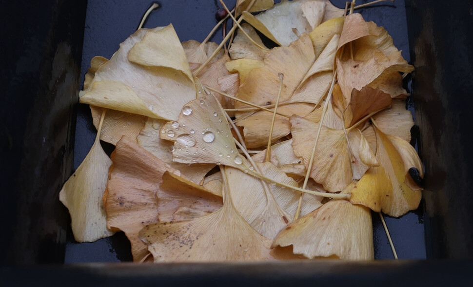 겨울을 재촉하는 비가 내린 16일 오전 서울 중구 서울시립미술관 인근에 떨어진 은행잎 위로 빗방울이 맺혀 있다. 백소아 기자