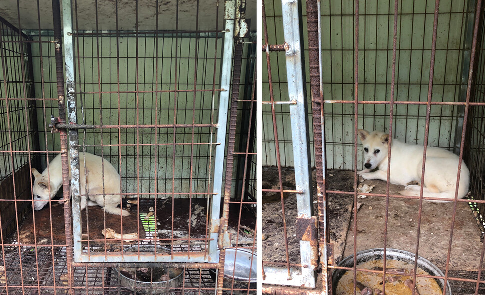 구조 전 보신탕집 뜬장에 갇혀있던 낭도. 낭도는 사람과 제대로 눈도 못 마주치고 공포에 떨고 있었다.