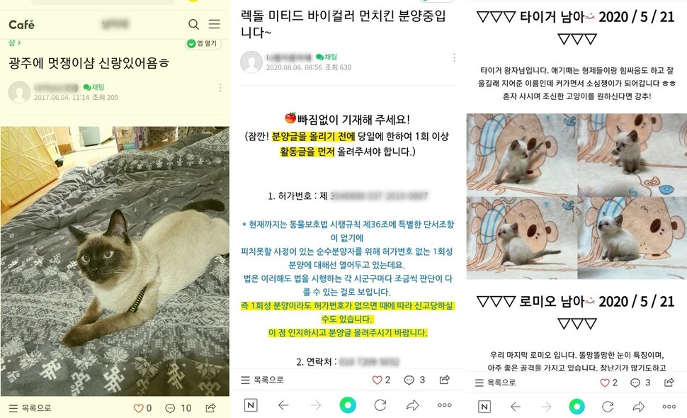 불법 판매업자가 인터넷 카페 등에 올린 분양글.