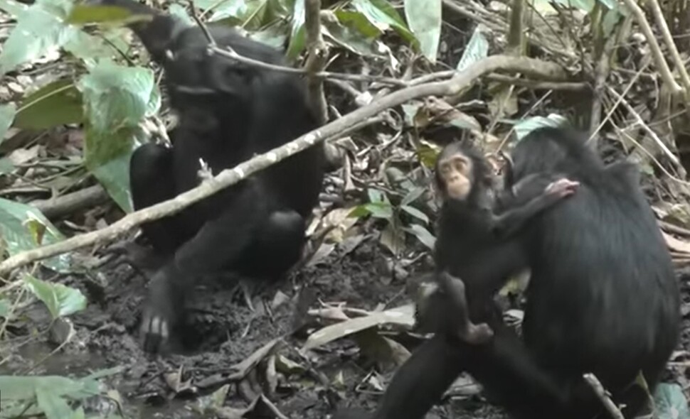 손가락으로 샘을 파는 침팬지를 새끼를 데리고 있는 다른 암컷 침팬지가 구경하고 있다. 헬라 피터 제공.
