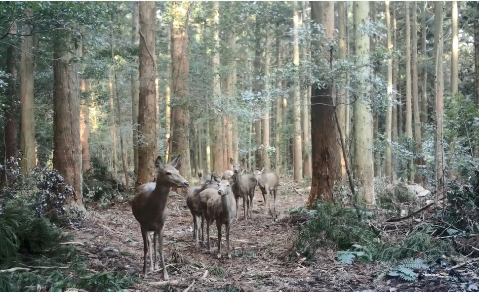 한라산 중산간 일대에서 카메라에 잡힌 꽃사슴. 국립산림과학원 제공