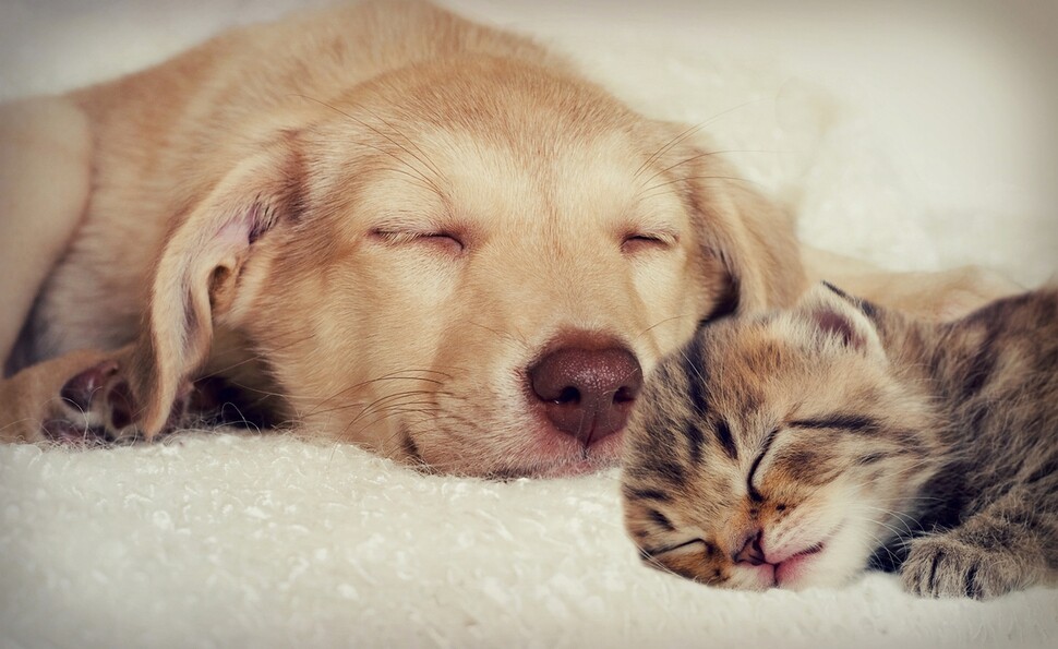 puppy and kitten