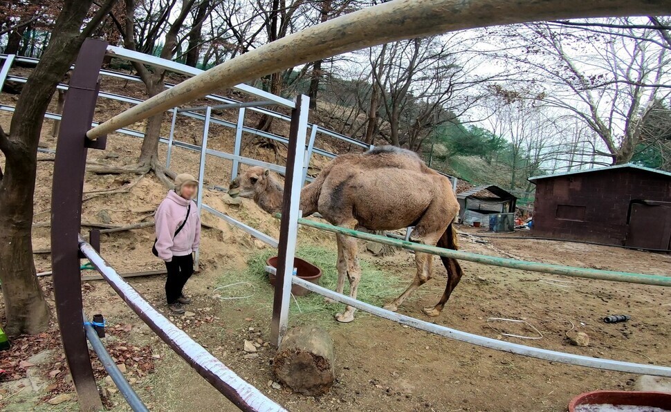 지난해 2월 대구 체험동물원에서 제보자와 함께 있는 낙타 ‘햇님이’. 사망한 뒤 먹이가 된 낙타는 햇님이와 함께 사육됐던 것으로 알려졌다. 사진 제보자 제공