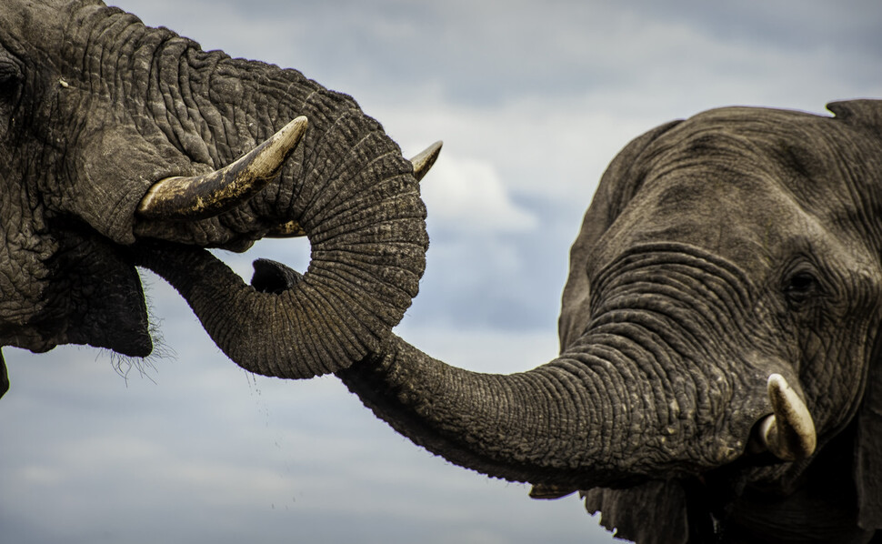 어른 수컷 아프리카코끼리가 자기보다 서열이 높은 수컷의 입에 코를 갖다 대며 인사한다. 사람이 종교 지도자나 마피아 두목의 반지에 입맞춤하는 모습과 비슷하다. ⓒCaitlin O’Connell &amp; Timothy Rodwell, 현대지성 제공
