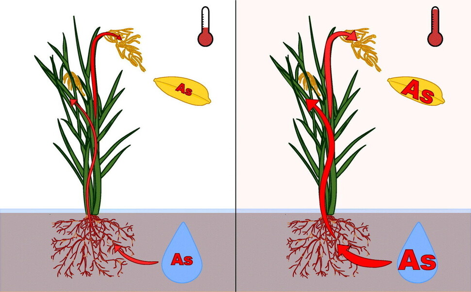 온도가 낮은 때는 미생물들이 땅속에서 물속으로 녹여내는 비소(As)가 적지만(왼쪽) 온도가 상승하면 비소 농도가 높아져 궁극적으로 쌀의 비소 함유량이 늘어난다. 미국 워싱턴대 제공