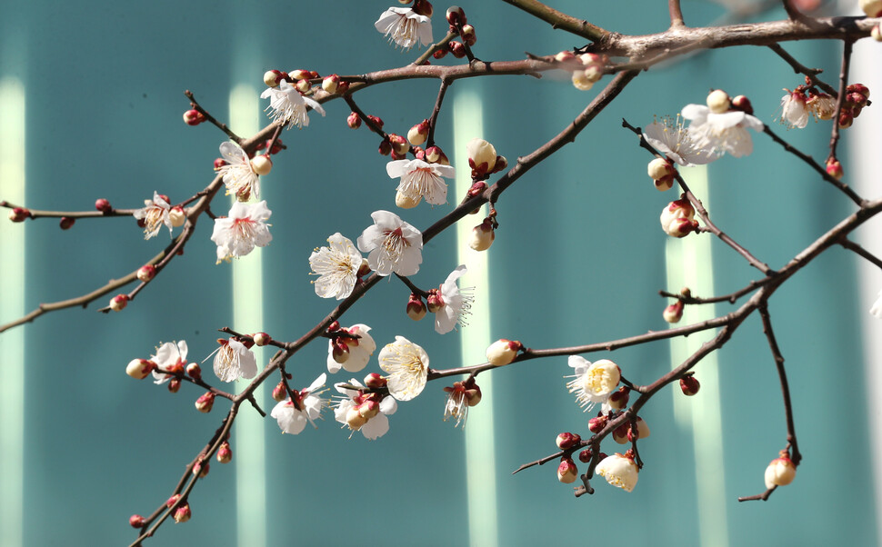 봄의 시작을 알리는 입춘을 하루 앞둔 3일 부산 동래구 한 주택가에 매화가 꽃망울을 터트려 봄소식을 전하고 있다. 연합뉴스