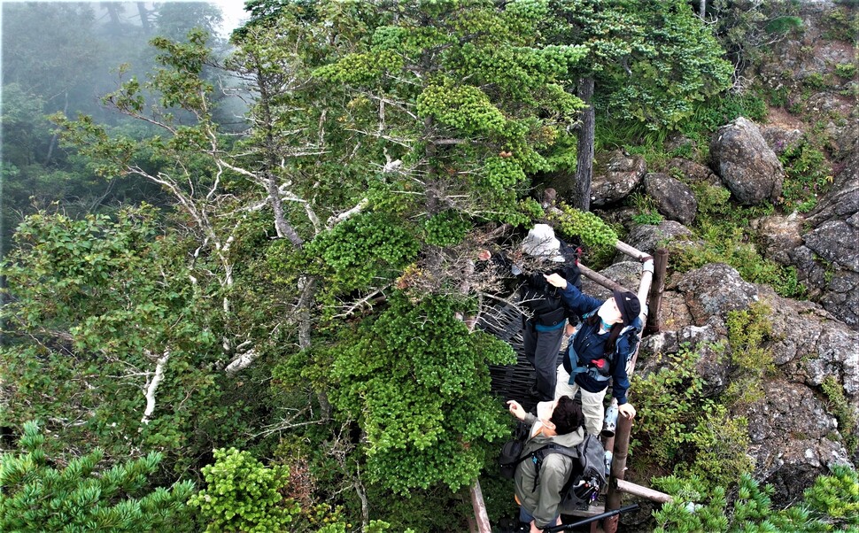 지리산 중봉 탐방로에서 시민모니터링 참가자들이 죽어가는 구상나무를 관찰하고 있다. 기후위기 시민 참여 모니터링은 온라인에서 사전 교육을 진행하고 현장에는 개별적으로 방문하여 관찰한 후 그 결과 인터넷으로 공유하는 프로그램이다. 녹색연합