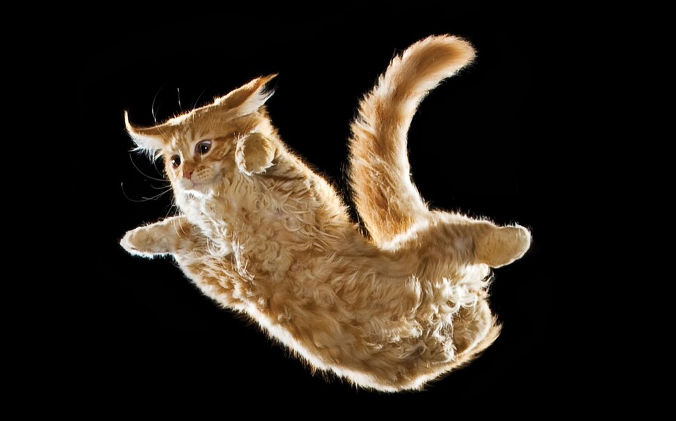 공중에서 떨어지는 고양이는 탁월한 척추의 유연성을 이용해 다리를 아래로 향하는 반사행동을 순식간에 해낸다.